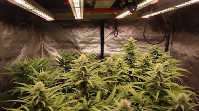 Coltivazione della cannabis con i LED