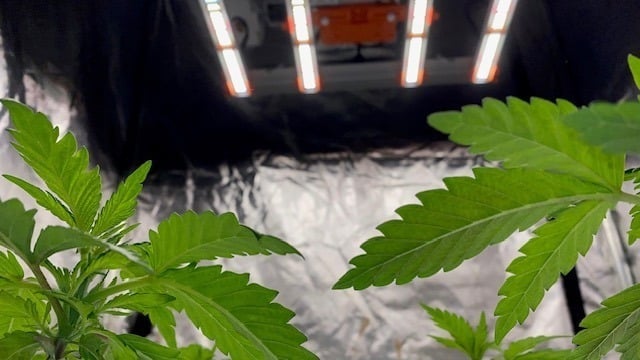Coltivare la cannabis con LED