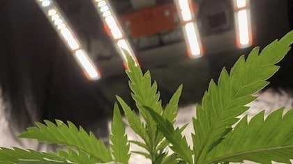 Coltivazione della cannabis con LED