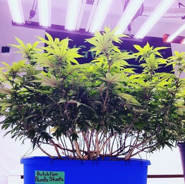 Runtz σπόροι κάνναβης