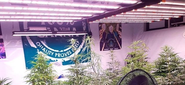 MizzFlo420Grow Canada