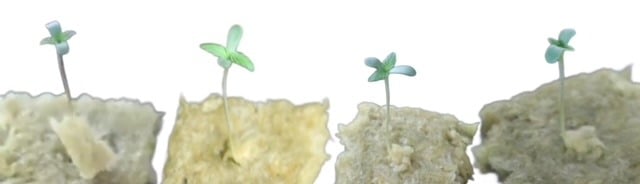 Rockwool Plugs Rockwool plugs