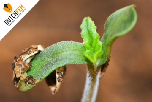 When to germinate cannabis seeds for outdoors?