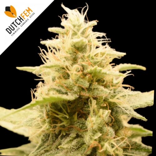 Amnesia Girl Scout Cookies Autoflower