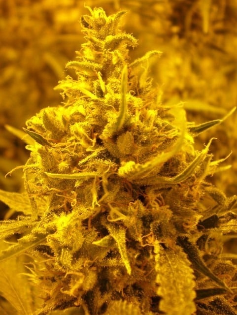 Amnesia