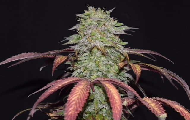 Dutchfem Biscotti Vanilla feminized cannabis seeds
