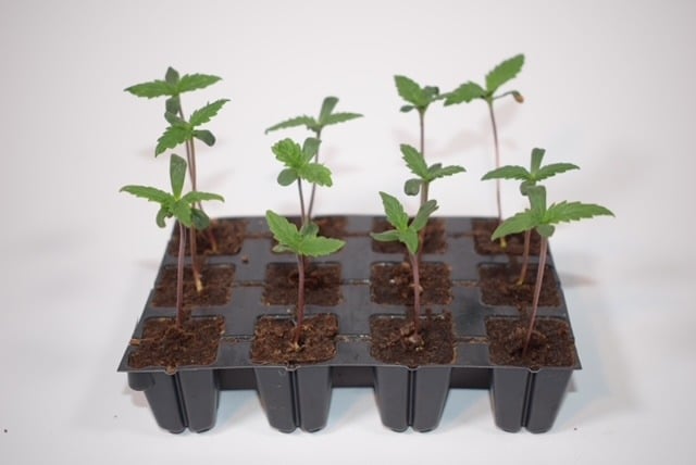Easy start plugs cannabis zaden