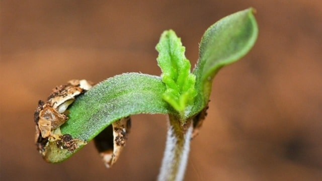 cannabis seeds cannabis seeds