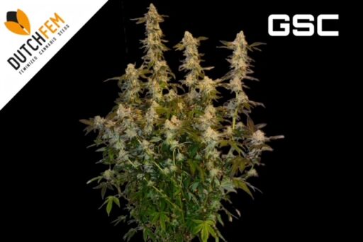 League of Legends: De Girl Scout Cookies cannabissoort