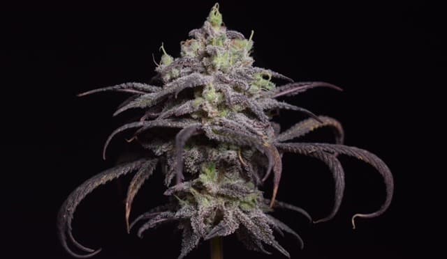 Je eigen cannabissoort maken