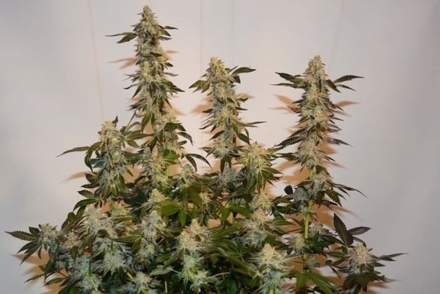 Girl Scout Cookies cannabissoort
