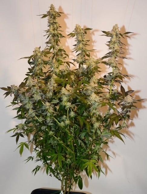 Girl Scout Cookies cannabissoort