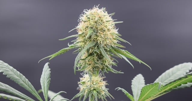 Dutchfem Medicure Feminized CBD Cannabis Seeds