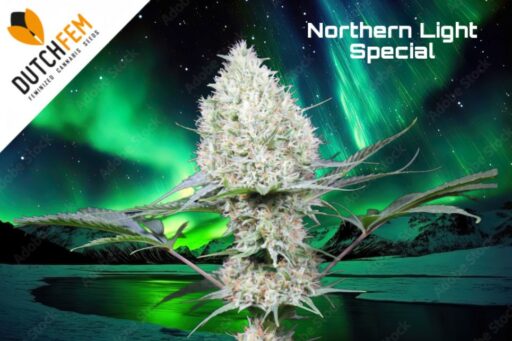 League of Legends: Northern Light Speciaal