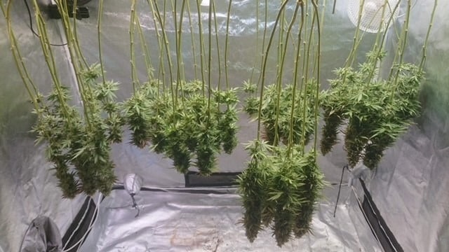 NL cannabis seeds NL cannabis seeds