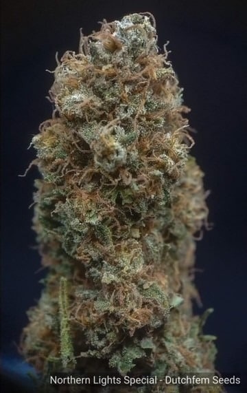 cannabis seeds cannabis seeds