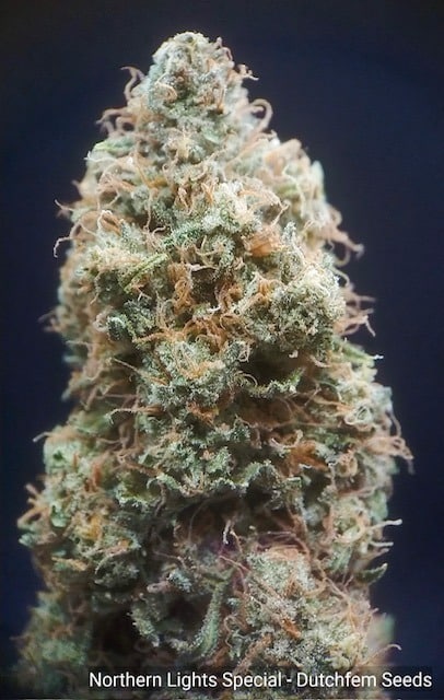 terpenos terpenos