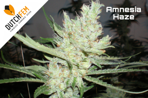League of Legends: Esplorare la mistica di Amnesia Haze