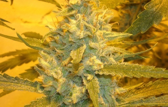 Amnesia