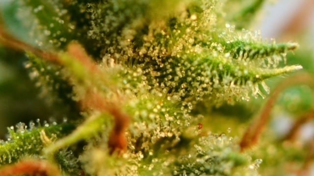 terpenos