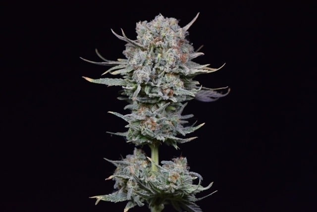 Creare la propria varietà di cannabis Creare la propria varietà di cannabis