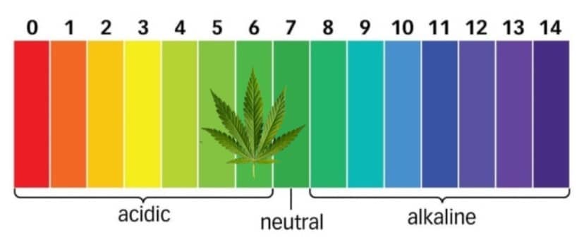 pH in cannabisteelt