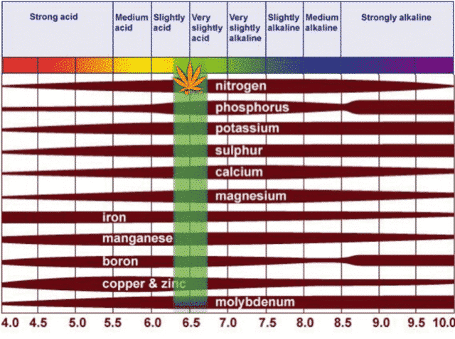 pH in cannabisteelt
