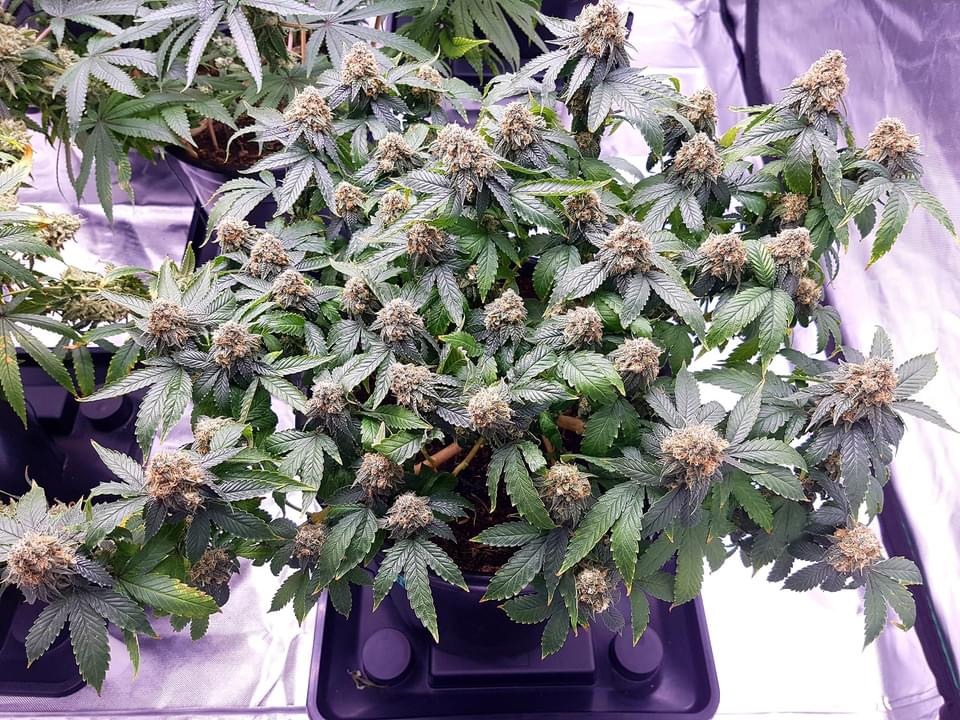 pH in cannabisteelt
