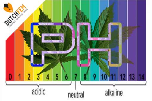 The Importance of pH in Cannabis Cultivation