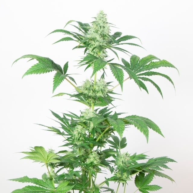 Dutchfem semillas de marihuana feminizadas Dutchfem semillas de marihuana feminizadas