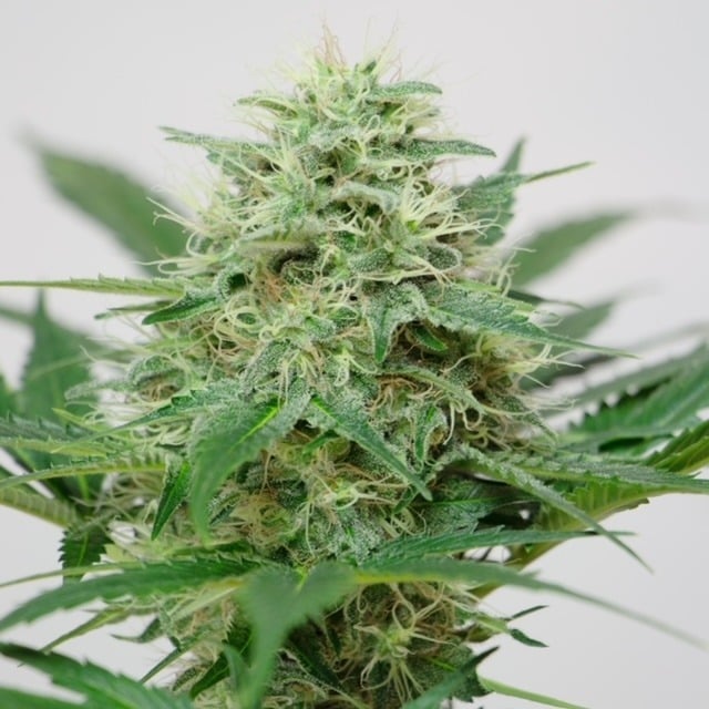 White Widow White Widow