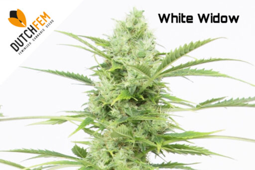 League of Legends: White Widow
