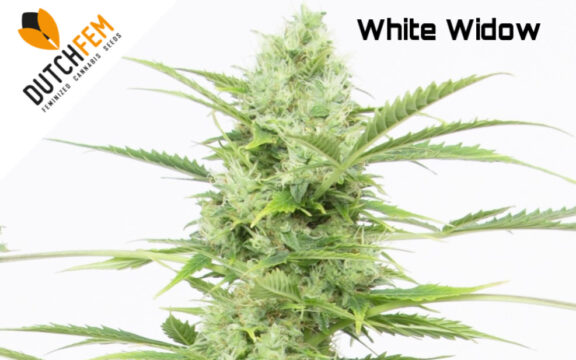 League of Legends: White Widow
