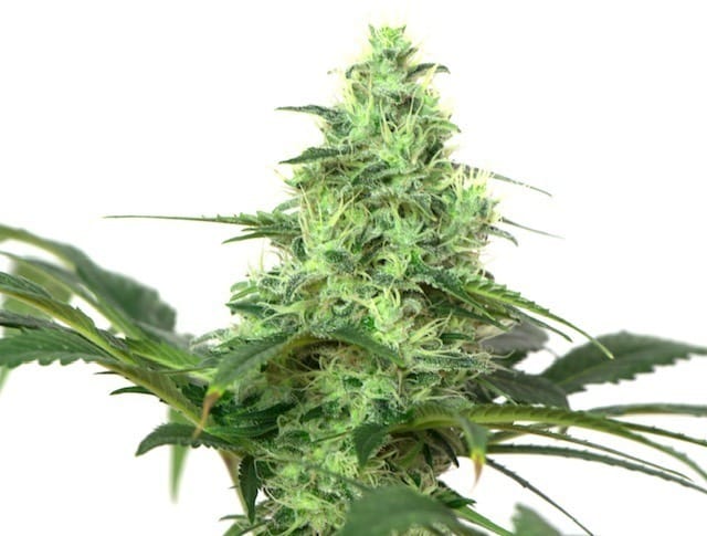 White Widow White Widow