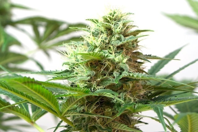 White Widow White Widow