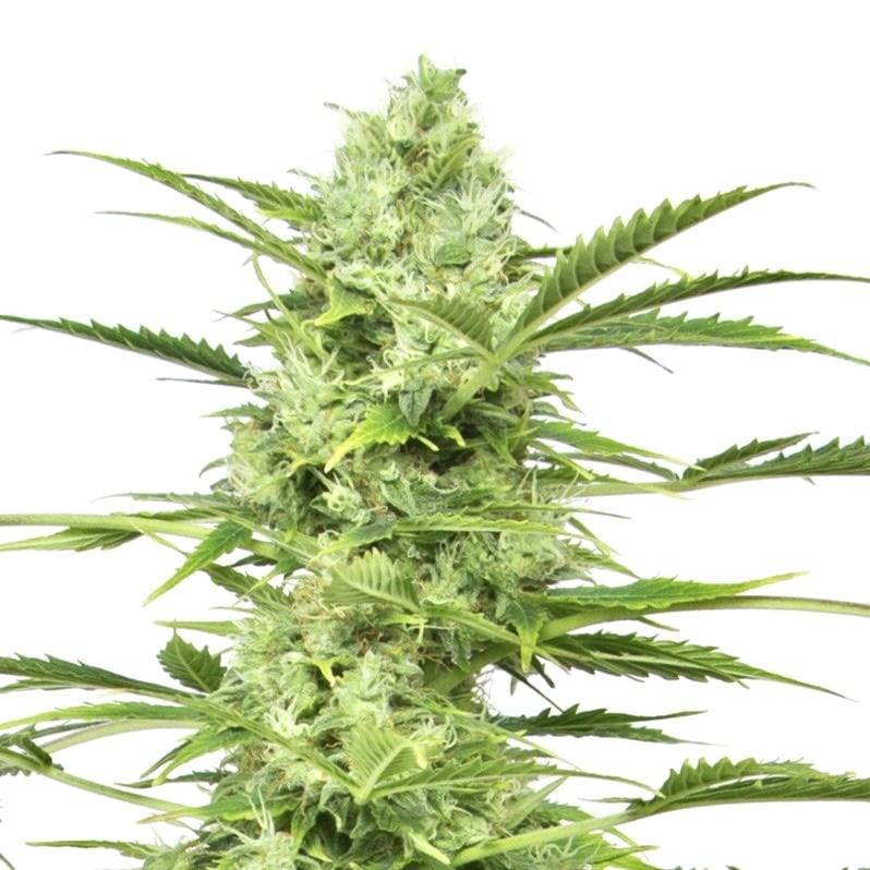 White Widow White Widow