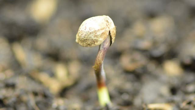 feminized cannabis seeds feminized cannabis seeds