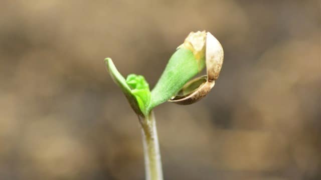 feminized and autoflowering seeds feminized and autoflowering seeds