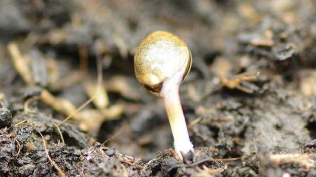 feminized cannabis seeds feminized cannabis seeds