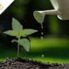 watering cannabis plants