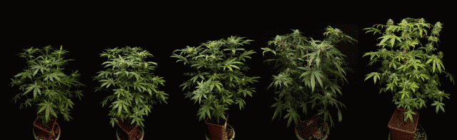 κορυφολόγηση φυτών κάνναβης