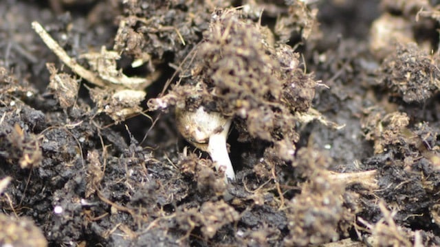 The best cannabis seeds germination method The best cannabis seeds germination method