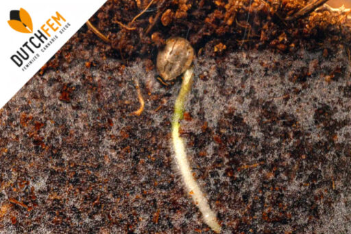 direct in soil germination