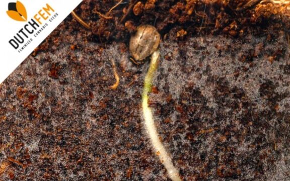 direct in soil germination