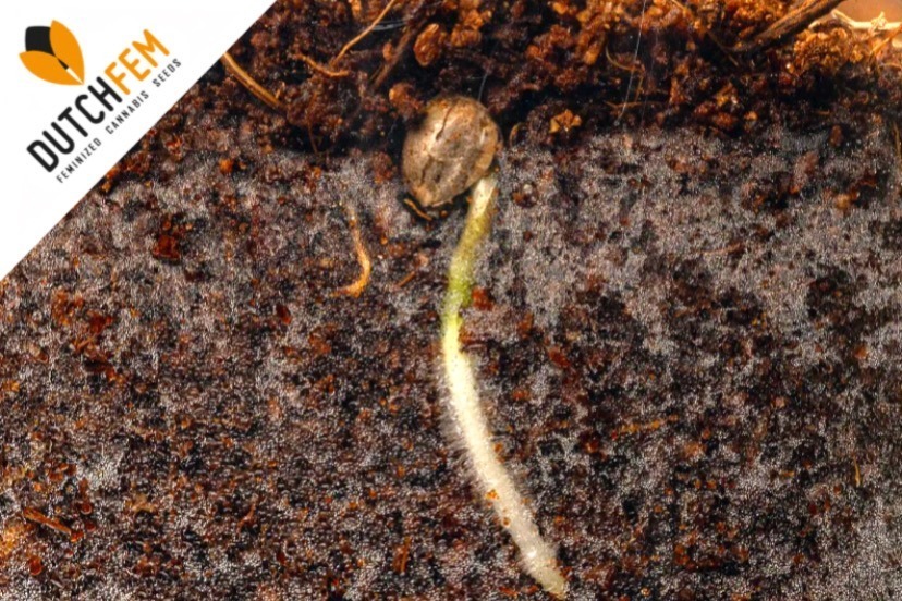 direct in soil germination