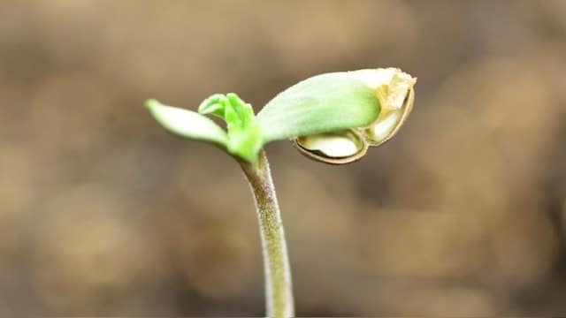 feminized and autoflowering seeds feminized and autoflowering seeds