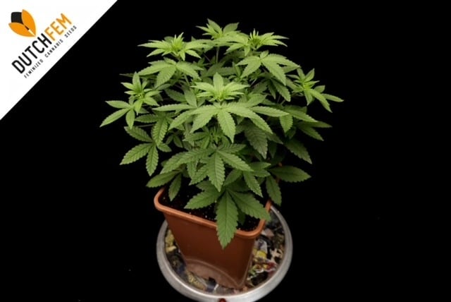 Topping Cannabis plants