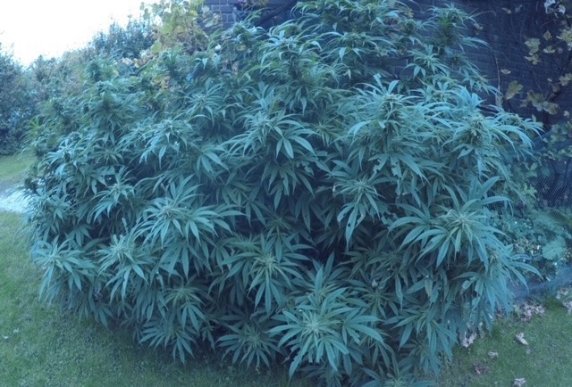 κορυφολόγηση φυτών κάνναβης