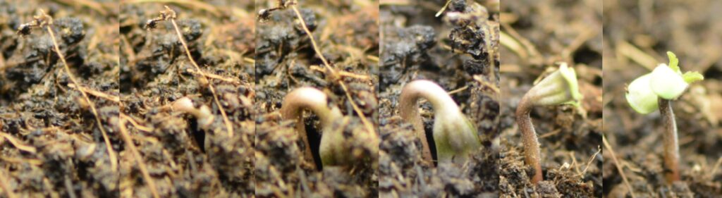 The best cannabis seeds germination method The best cannabis seeds germination method