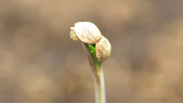 feminized and autoflowering seeds feminized and autoflowering seeds